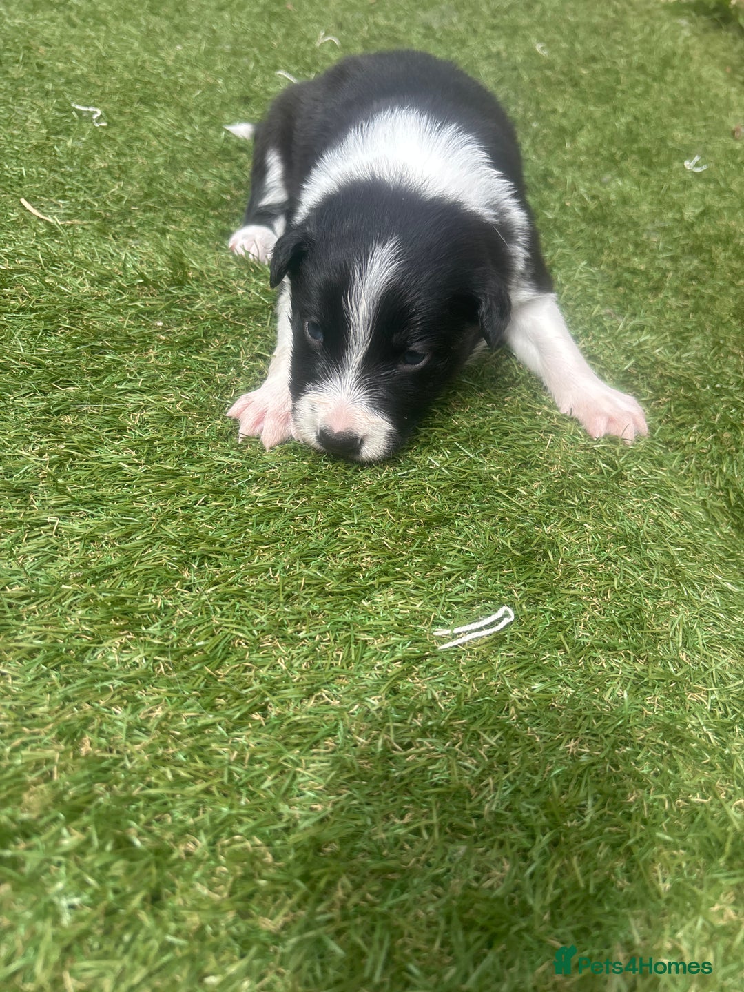 Border Collie dogs for sale: Fluffy long coat Blue merle border collie puppies - Image 19