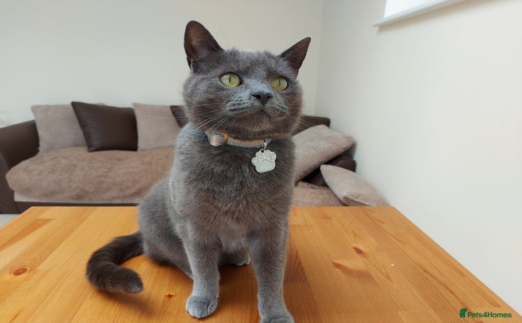 Mixed Breed cats - Advert 4