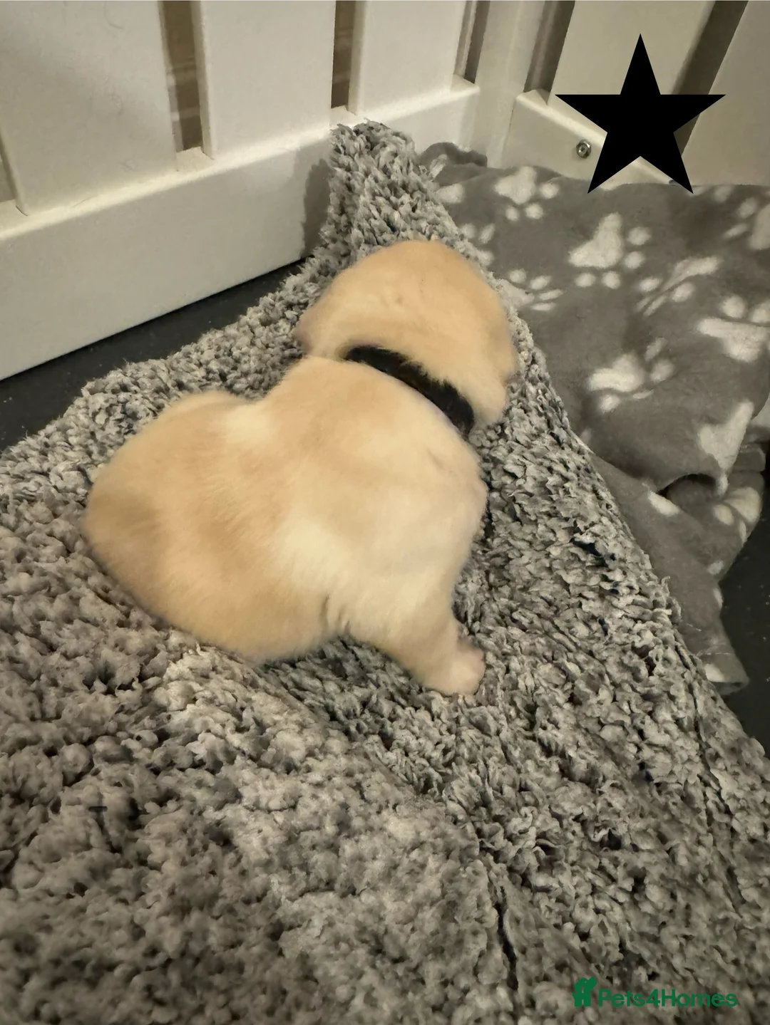 Labrador Retriever dogs for sale: 3 black females remaining – Labrador Retrievers - Advert 21