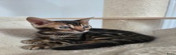 Bengal cats for sale: Tica register Bengal Kittens 😸  - Advert 17
