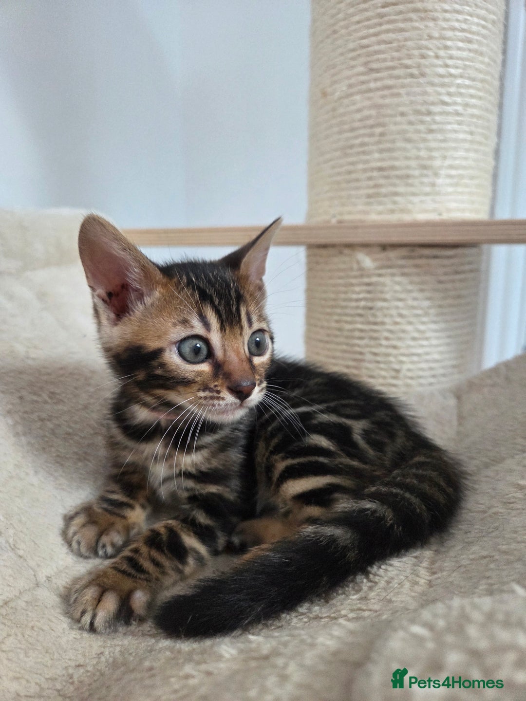 Bengal cats for sale: Tica register Bengal Kittens 😸  - Advert 17