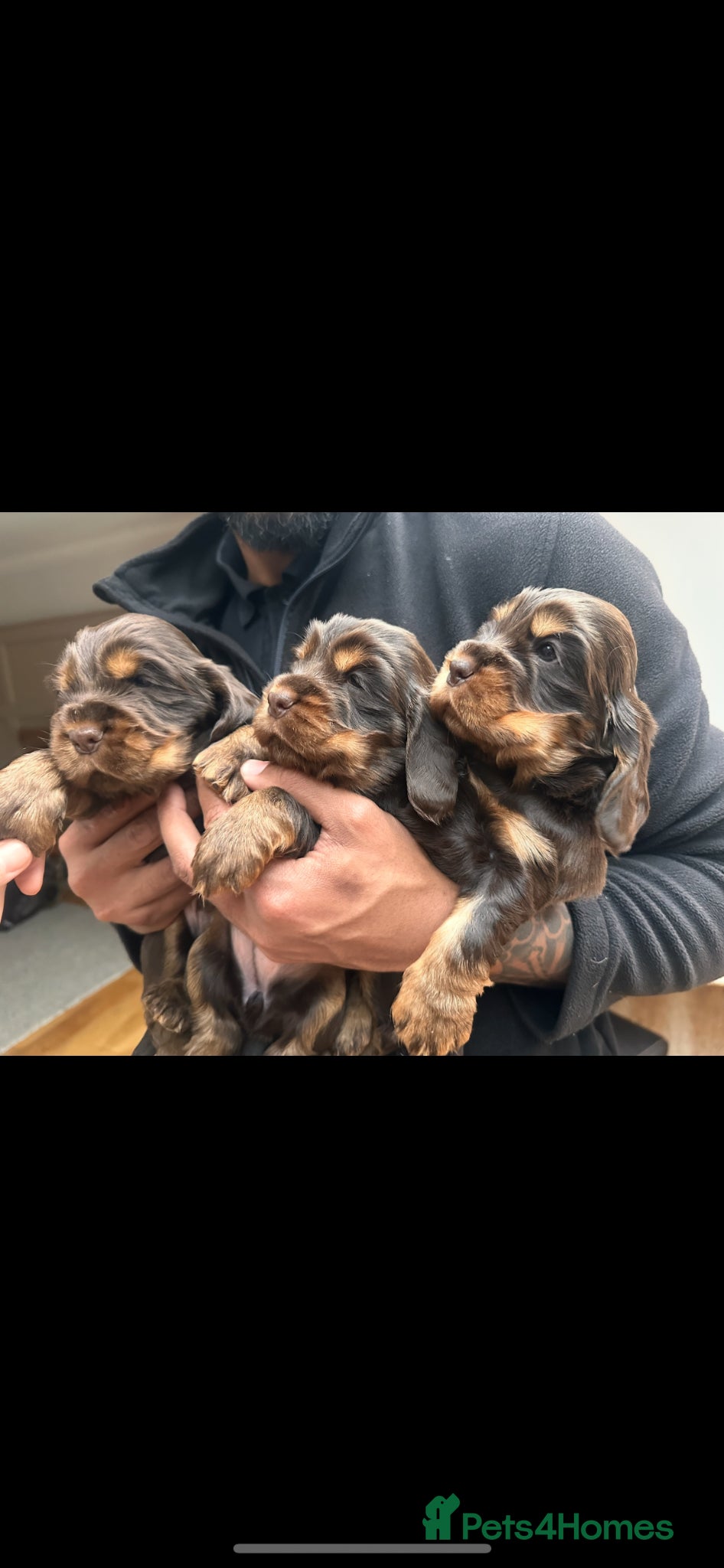 Cocker Spaniel dogs ⭐ ⭐ AMAZING KC SHOW COCKER SPANIELS - Advert 2