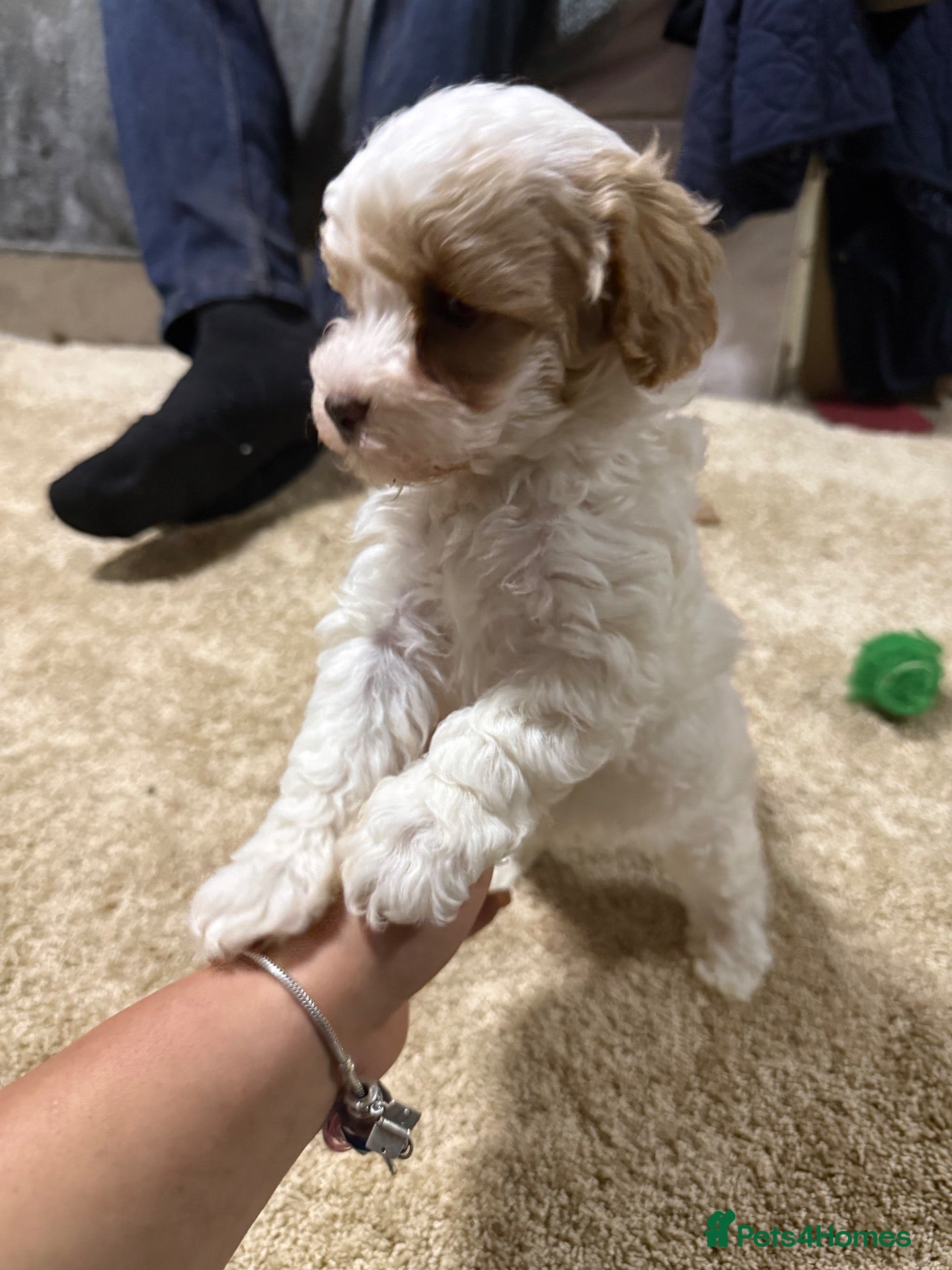 Shihpoo dogs Beautiful Shihpoo puppy - Advert 1