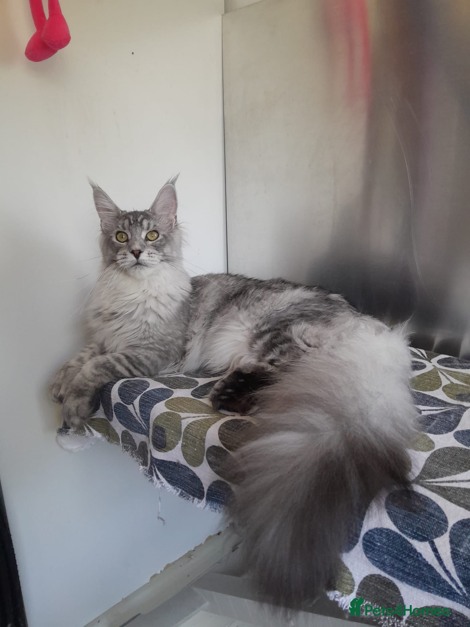 Maine Coon cats for sale: black smoke/silver polydactyl boy&girlTICAmaineco  - Advert 2