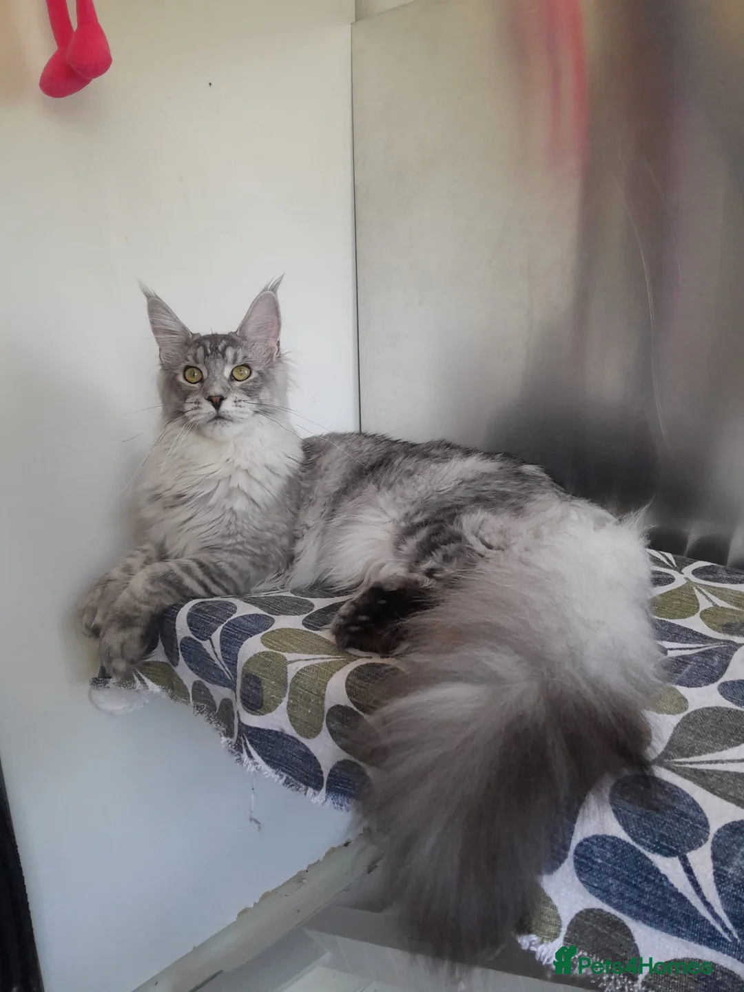 Maine Coon cats for sale: black smoke/silver polydactyl boy&girlTICAmaineco  - Advert 1