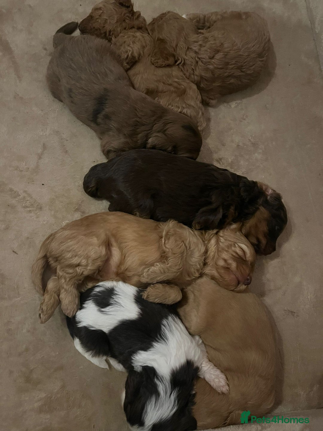 Cockapoo dogs for sale: Beautiful cockapoo puppys  - Advert 2