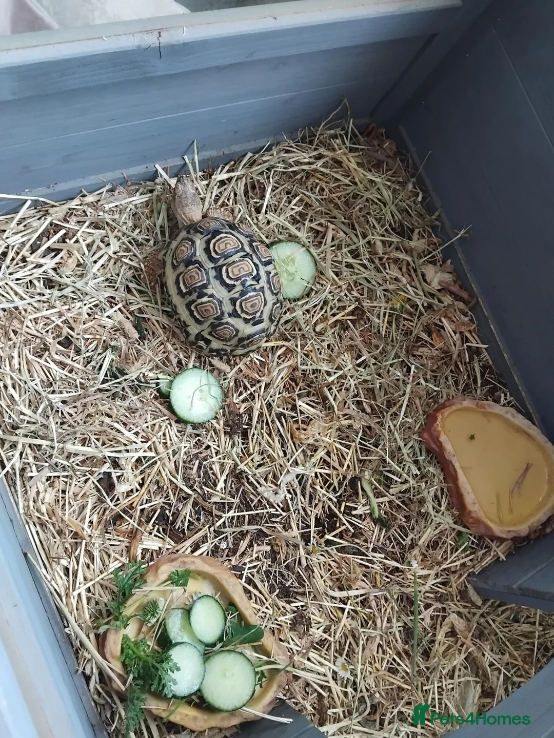 Tortoise reptiles for sale: 3 year old leopard tortoise  in Huddersfield - Advert 6