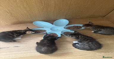 Mixed Breed cats - Advert 4