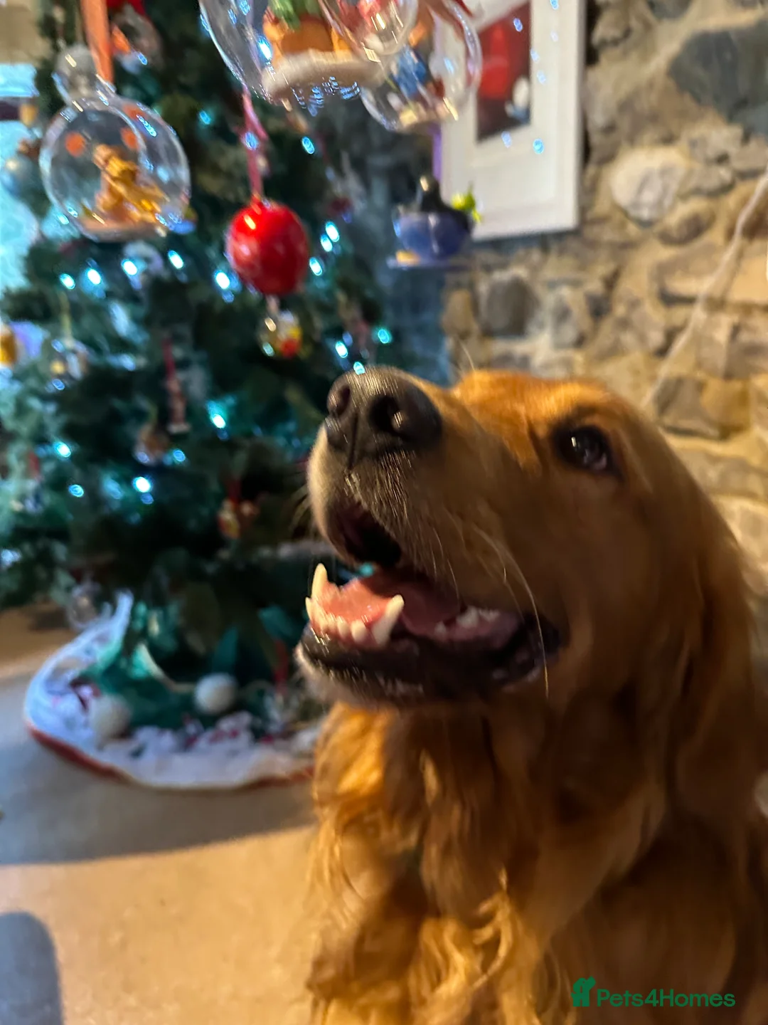 Golden Retriever dogs for stud: Beautiful KC reg DNA 🧬 clear proven  - Advert 11