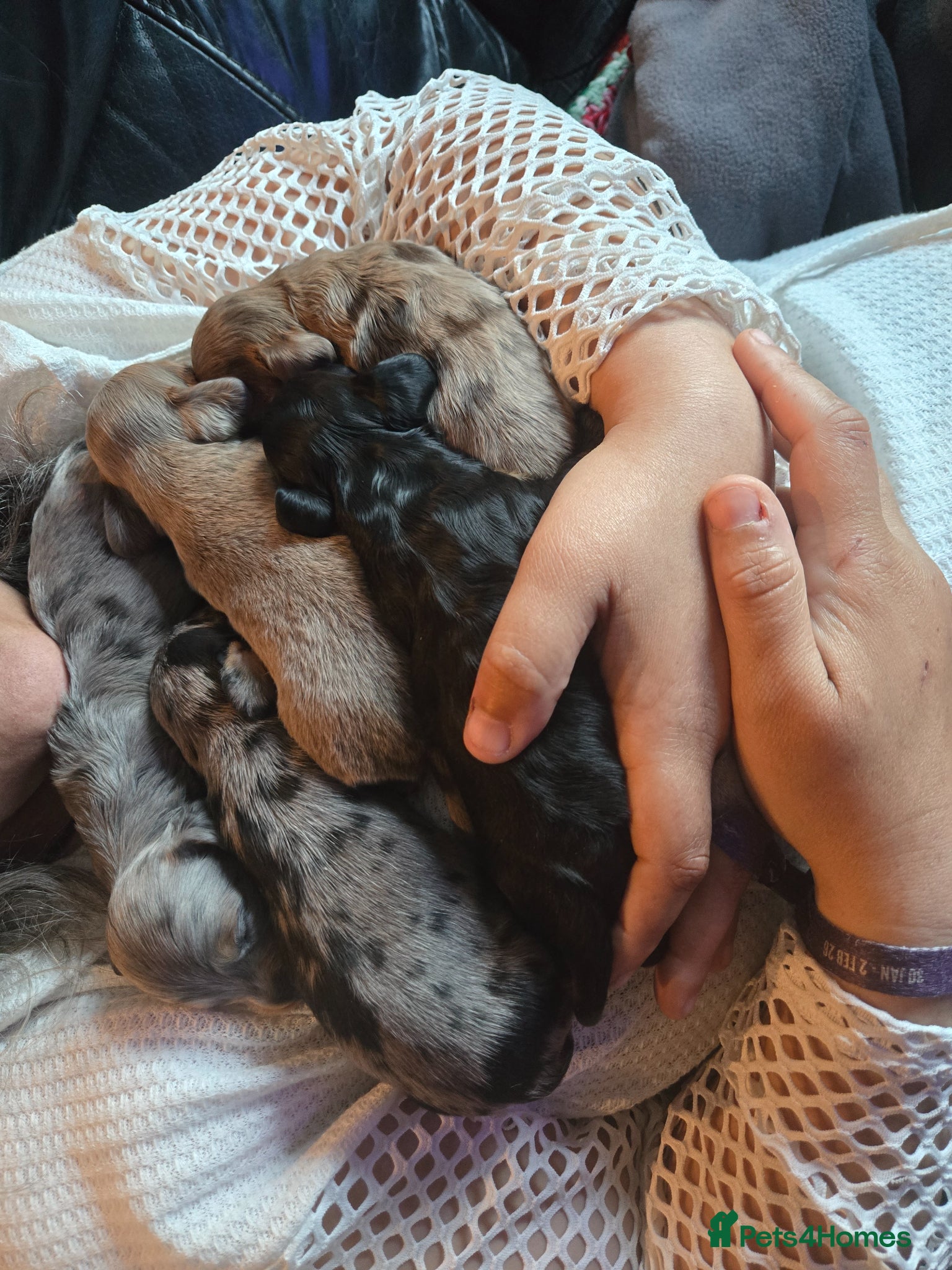 Dachshund dogs for sale: 5 gorgeous dachshund puppies for loving homes in Ludlow - Advert 11