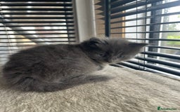 British Shorthair cats for sale: Stunning kittens from a beautiful calico mum 😻 - Image 3