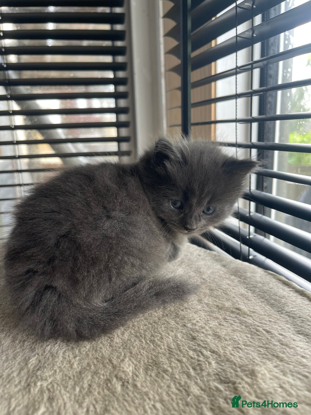 British Shorthair cats for sale: Stunning kittens from a beautiful calico mum 😻 - Image 3