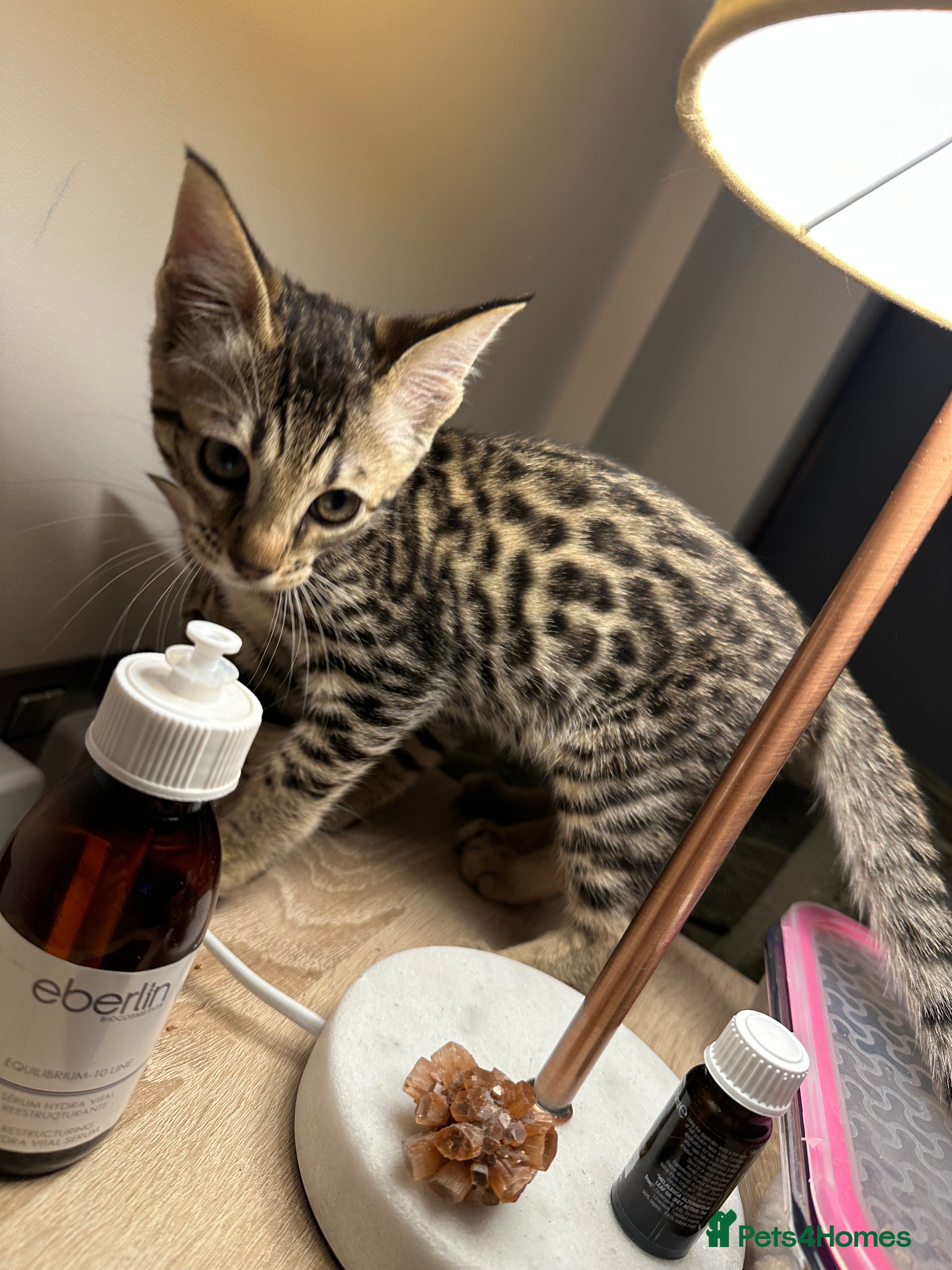 Mixed Breed cats Sepia Bengal X Savannah kittens Extremely rare  - Advert 8