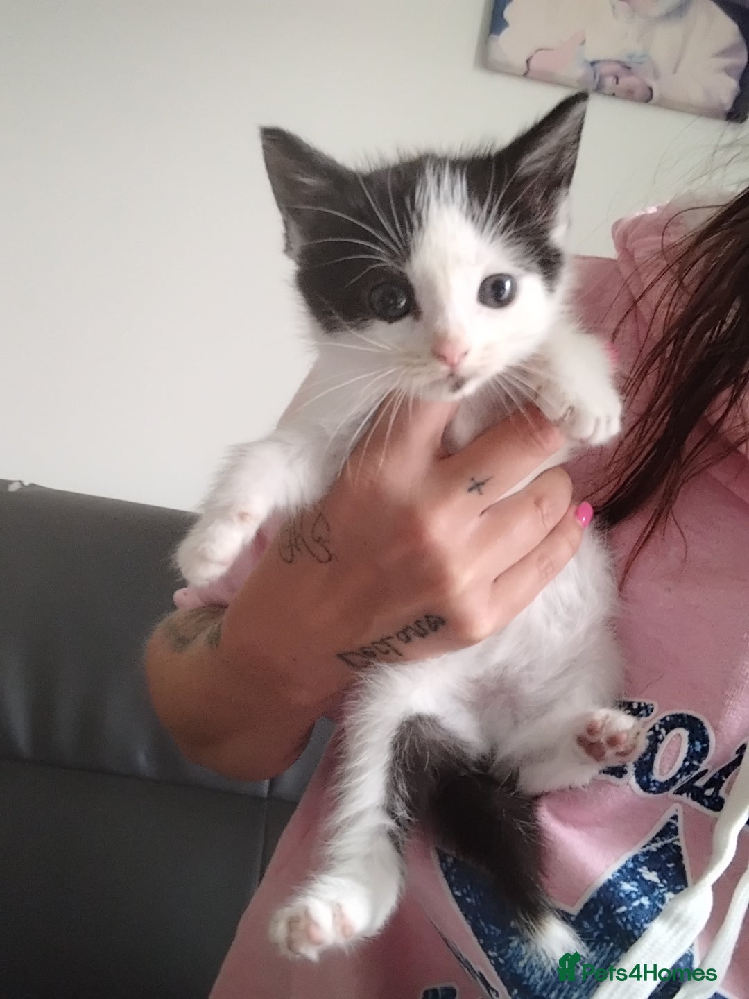 Mixed Breed cats for sale: Black and ginger, white and black kittens - Image 3
