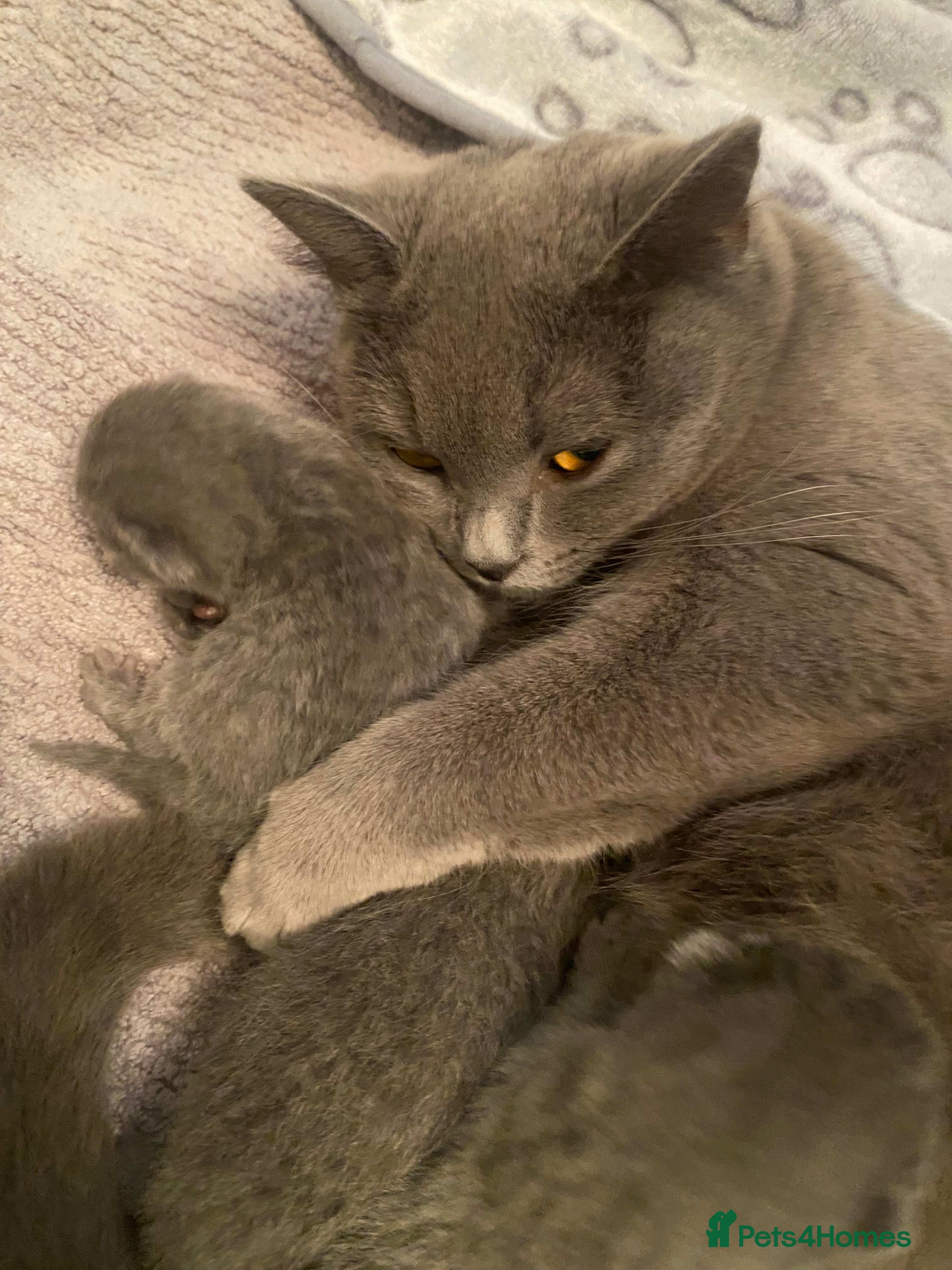 British Shorthair cats Gorgeous British Blue Boys - Advert 3