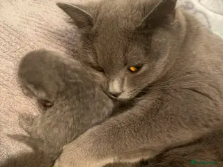 British Shorthair cats Gorgeous British Blue Boys - Advert 3