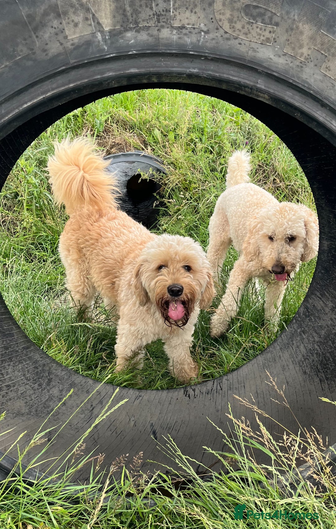 Mixed Breed dogs for sale: Mini Golden Doodle’s - Image 1