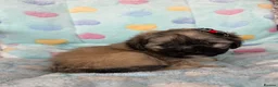 Mixed Breed dogs for sale: Peakapoo puppies 🐶  - Advert 28