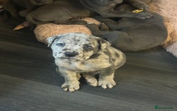 Cane Corso dogs for sale: Cane Corso Puppies  - Advert 7