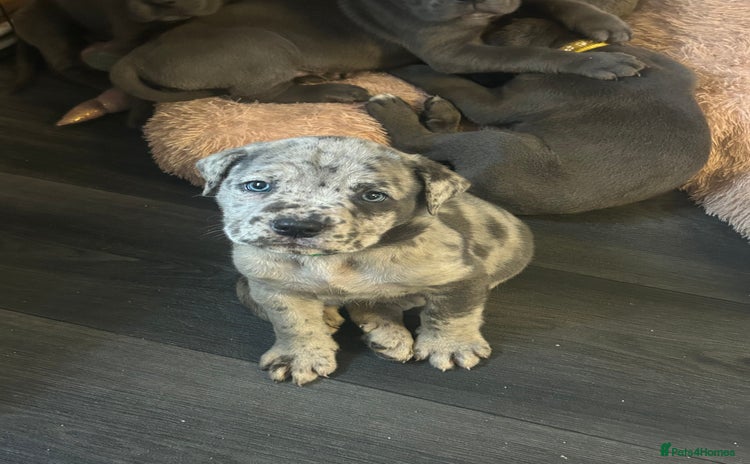 Cane Corso dogs Cane Corso Puppies  - Advert 6