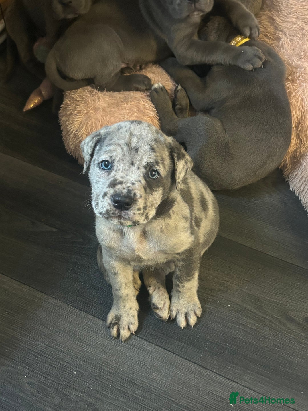 Cane Corso dogs for sale: Cane Corso Puppies  - Advert 7