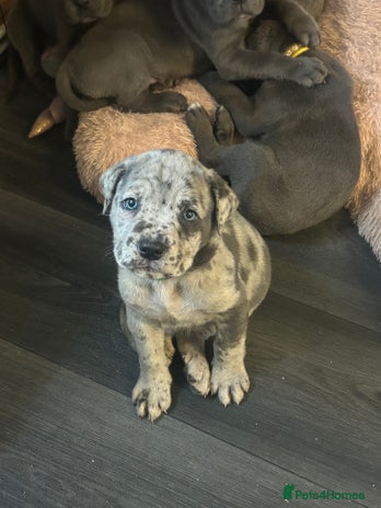 Cane Corso dogs Cane Corso Puppies - Advert 6