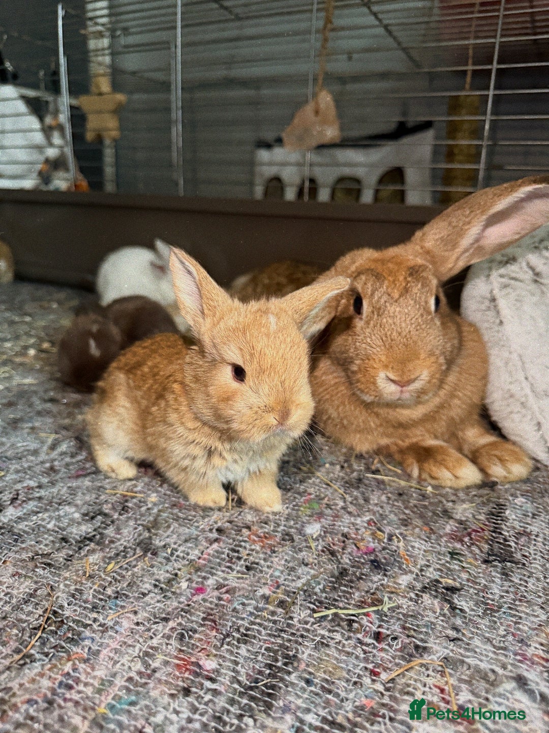 French Lop rabbits for sale: French Lop Bunnies - Advert 9