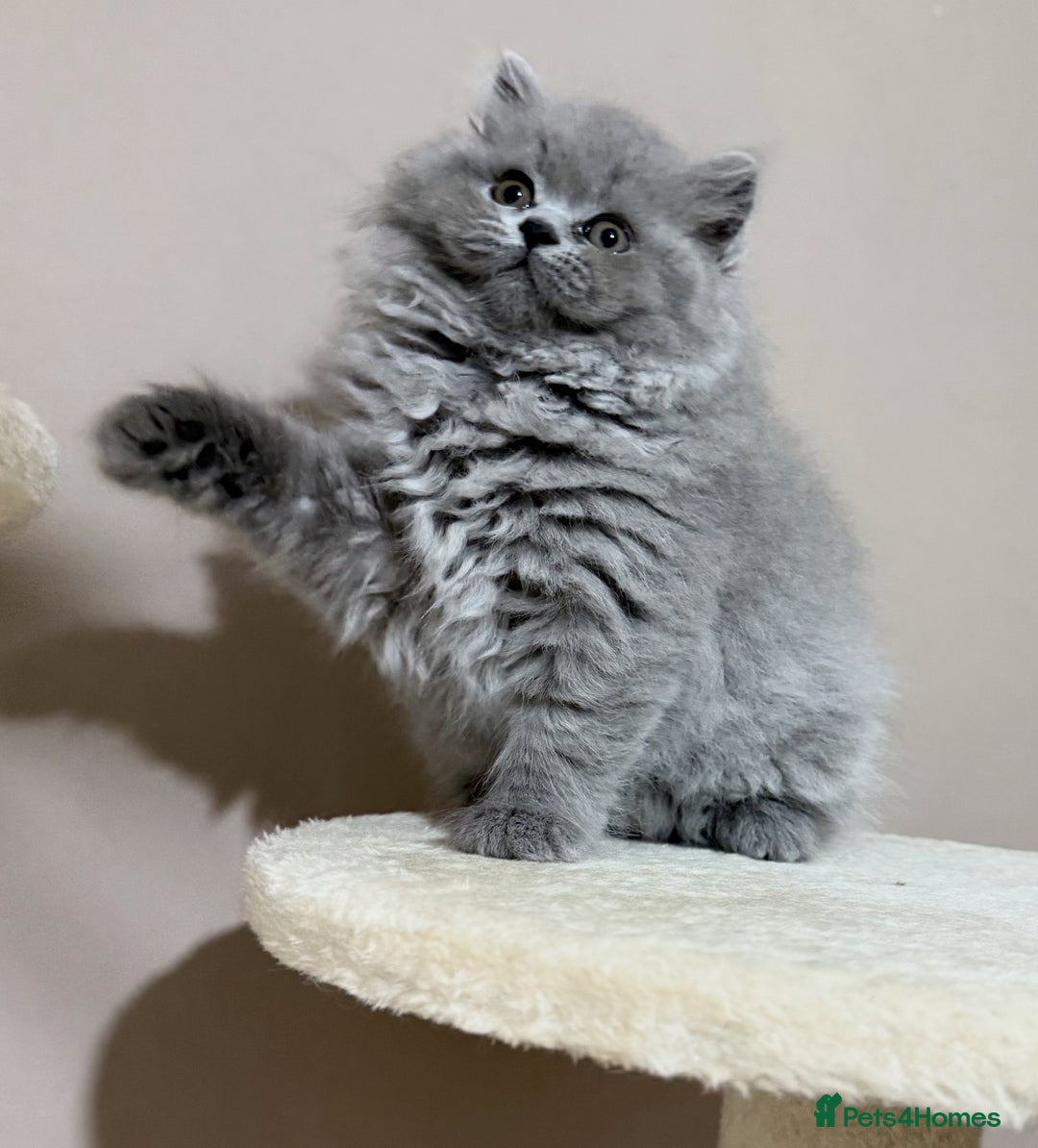 British Shorthair cats for sale: ⭐ Champion GGCF British longhair kitten ⭐  - Advert 7
