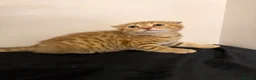 Scottish Fold cats for sale: Stunning Scottish fold kittens are ready - Advert 16