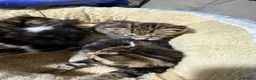Mixed Breed cats for sale: Stunning bengal cross kittens - Advert 22