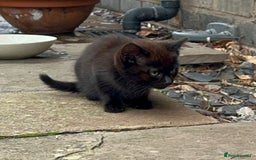 Mixed Breed cats for sale: Farm kittens looking for homes - Image 1
