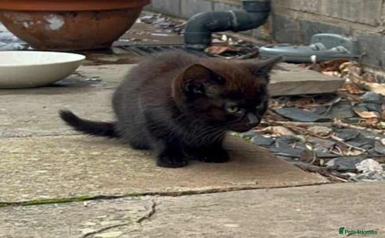 Mixed Breed cats - Advert 1