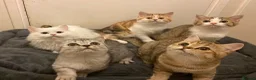 Munchkin cats for sale: Full Pedigree Munchkin Kittens - Advert 22