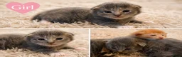 Maine Coon cats for sale: Maine coon x kittens 🐈‍⬛  - Advert 10