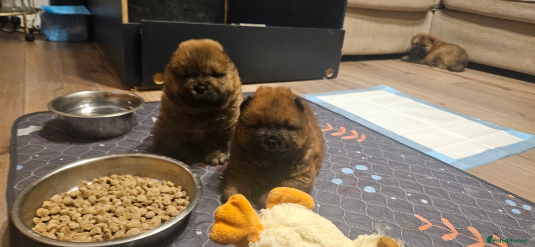 Chow Chow dogs for sale: Kc registered Chow chow puppies  - Advert 16