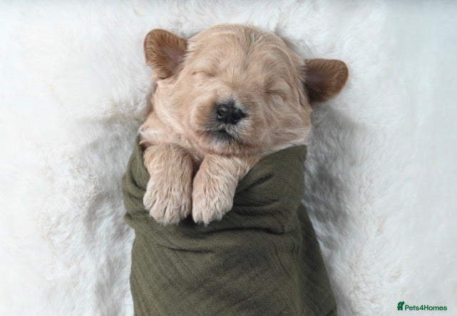Mixed Breed dogs for sale: Quality Health Tested Goldendoodles - Advert 1