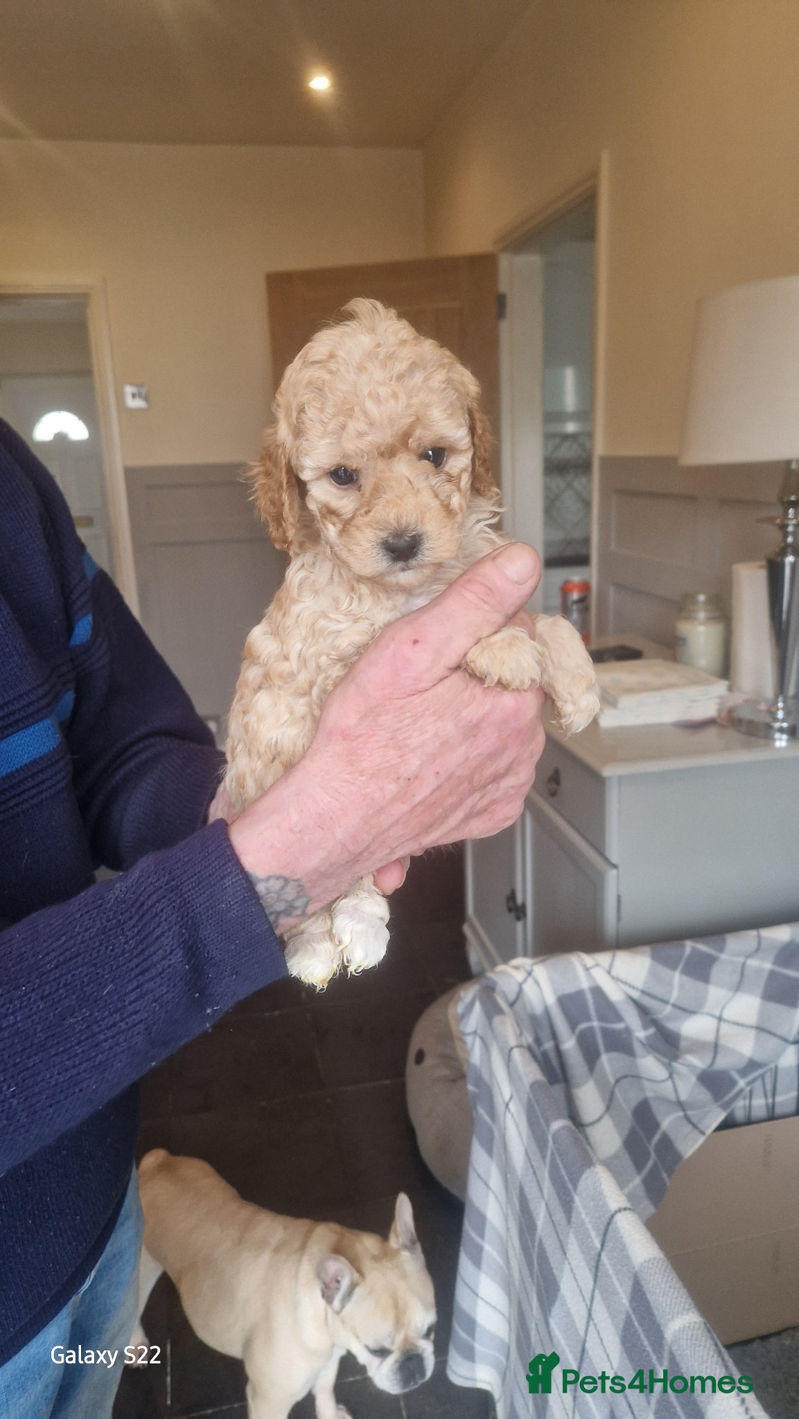 Cockapoo dogs 1 boy 3 girls available  - Advert 2