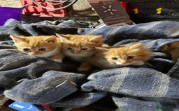 Mixed Breed cats for sale: Ginger farm kittens for sale  - Image 1