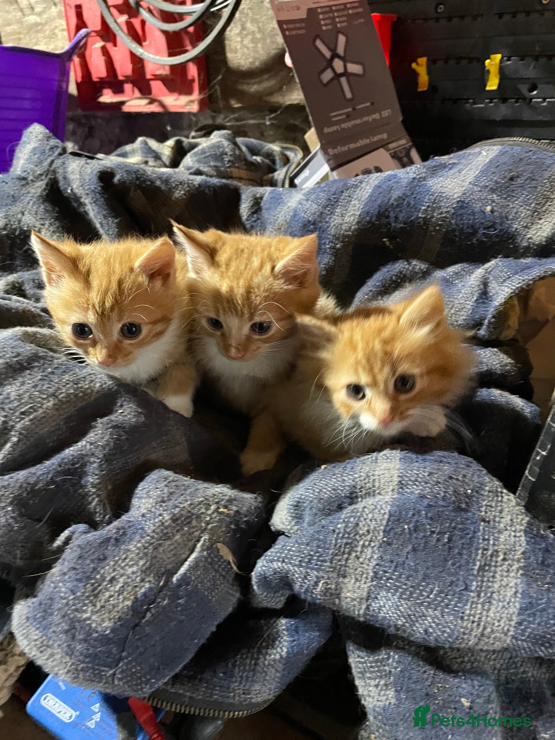 Mixed Breed cats for sale: Ginger farm kittens for sale  - Image 1