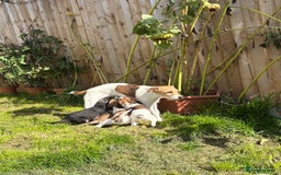 Mixed Breed dogs for sale: Beddy whippet x Russel - Image 4