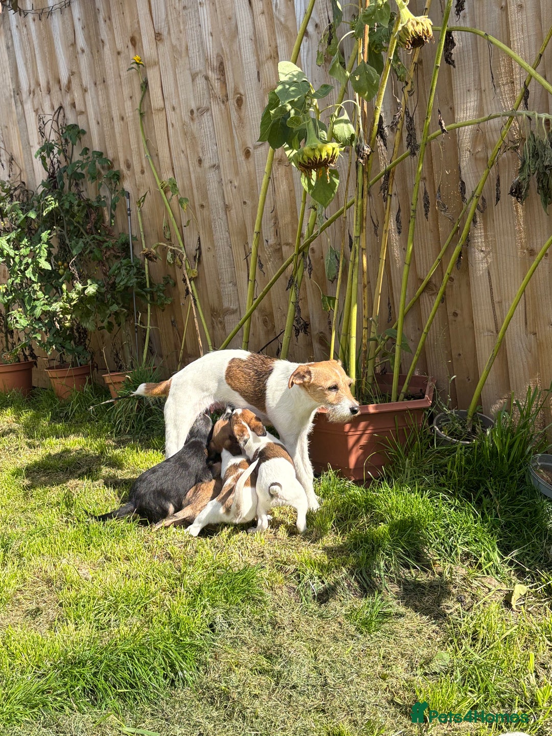 Mixed Breed dogs for sale: Beddy whippet x Russel - Image 4