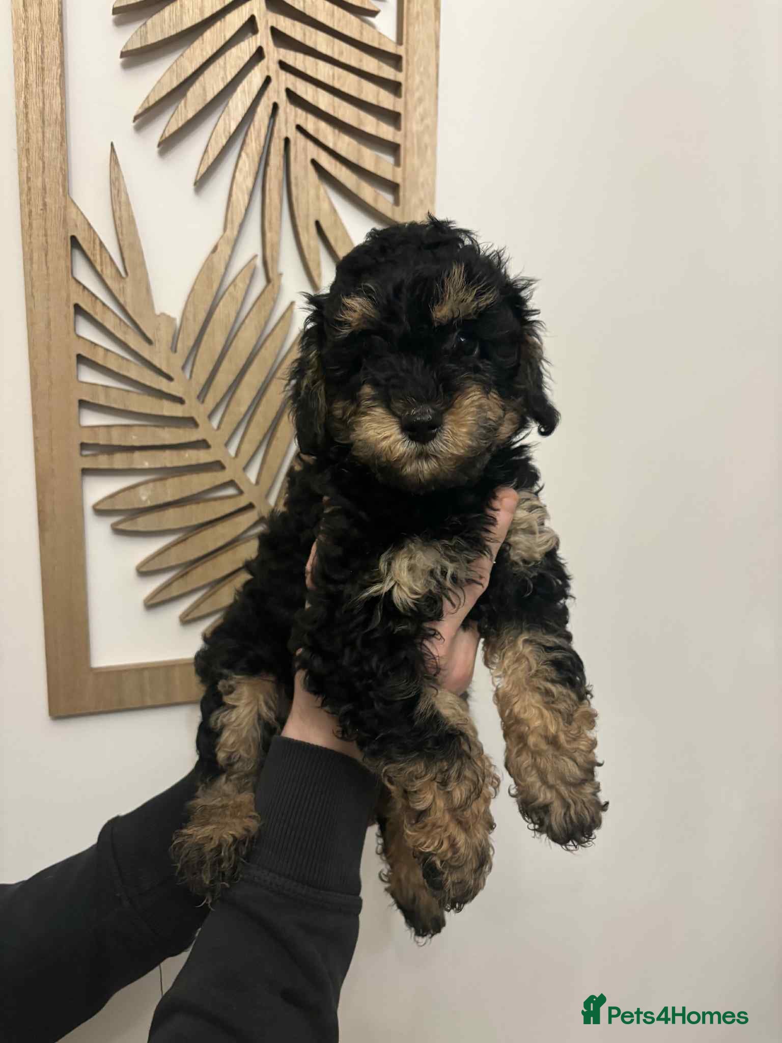 Miniature Poodle dogs Miniature Poodles - Advert 2