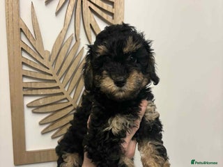 Miniature Poodle dogs Miniature Poodles - Advert 4