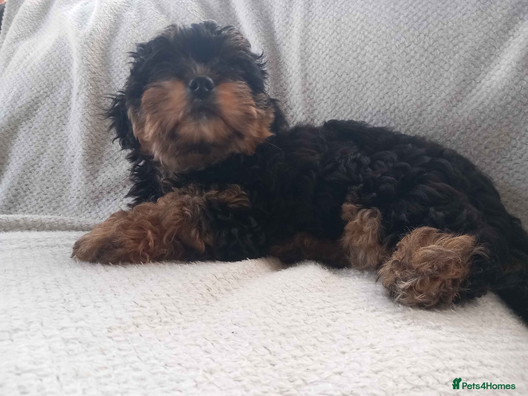 Shihpoo dogs for sale: Teddy Bear Shih Poo Girl – Super Fluffy  - Advert 8