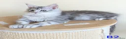 Maine Coon cats for sale: Registered Maine Coon Kittens - Advert 1