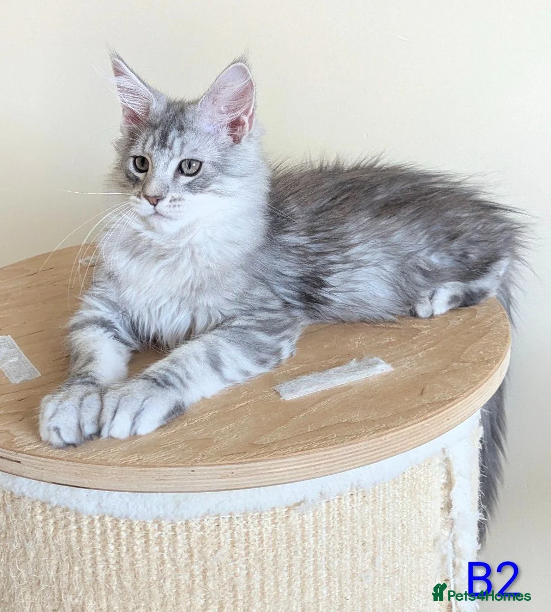 Maine Coon cats for sale: Registered Maine Coon Kittens - Advert 1