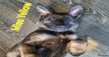 German Shepherd dogs - Advert 7