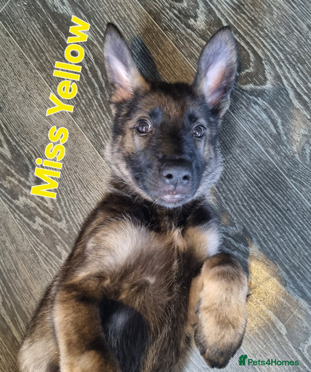 German Shepherd Puppy How To Find Out If Dog Is Purebred German