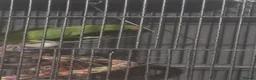 Ringnecks birds for sale: Female Indian Ringneck 1yr in Rotherham - Advert 2