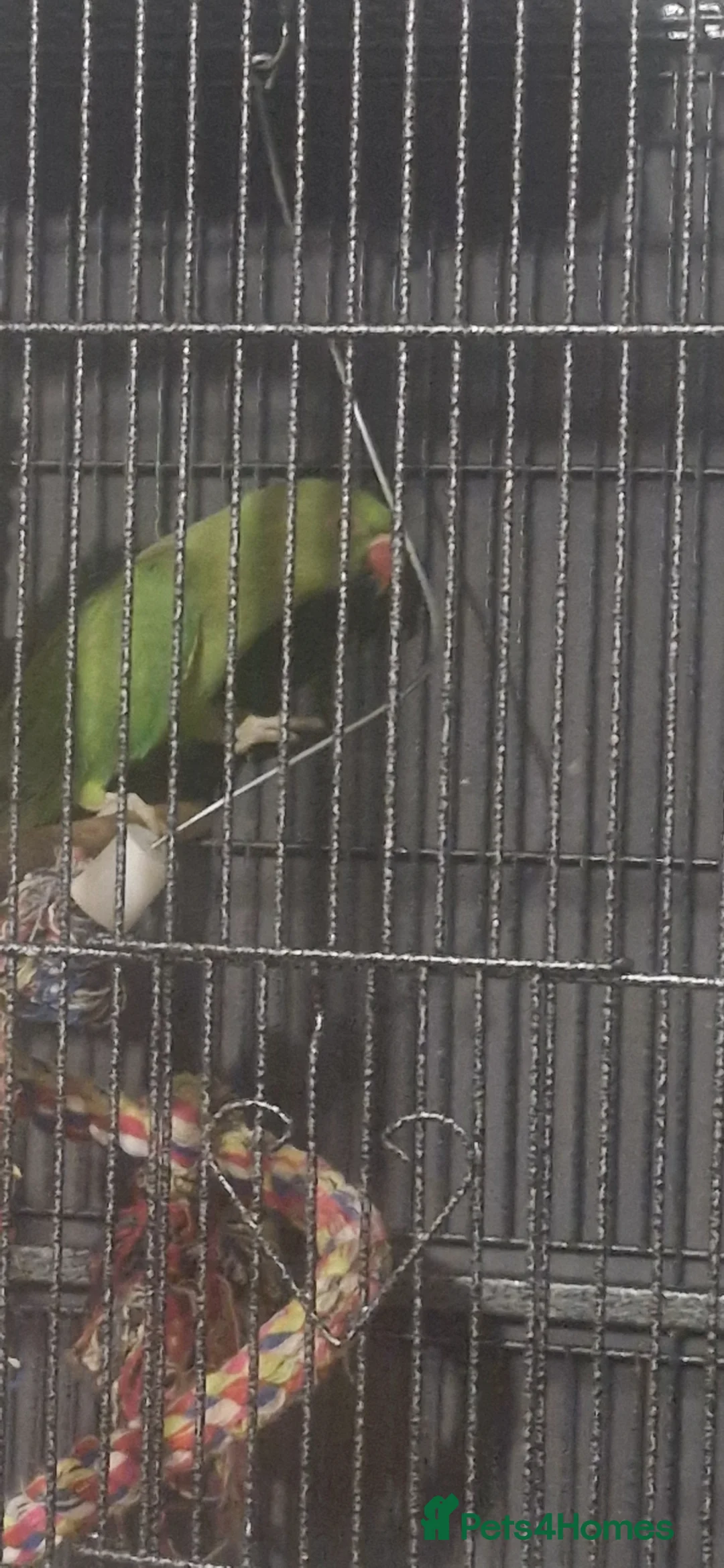 Ringnecks birds for sale: Female Indian Ringneck 1yr in Rotherham - Advert 2